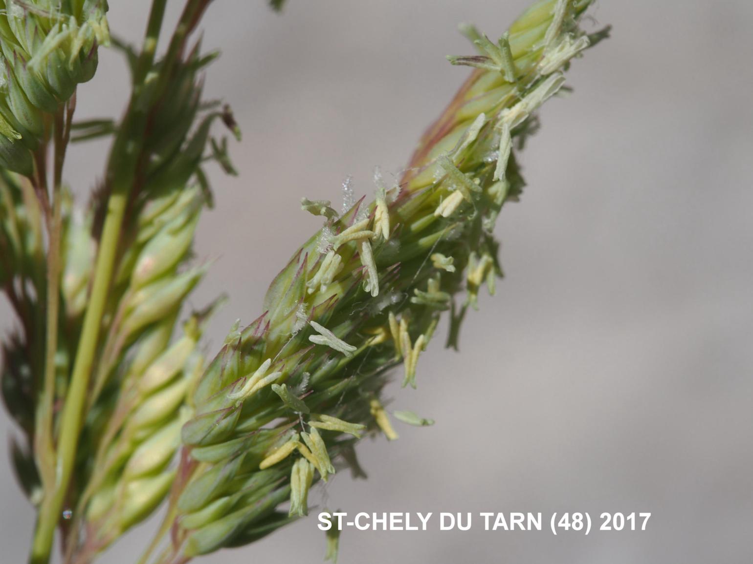 Canary grass, Reed